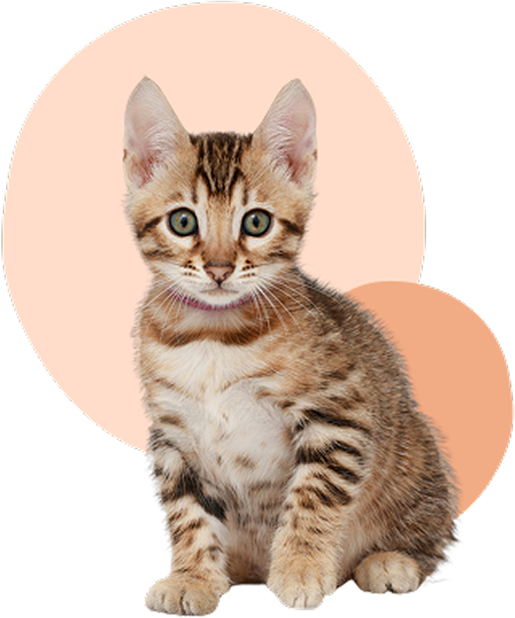 Tabby kitten with peach circles background.