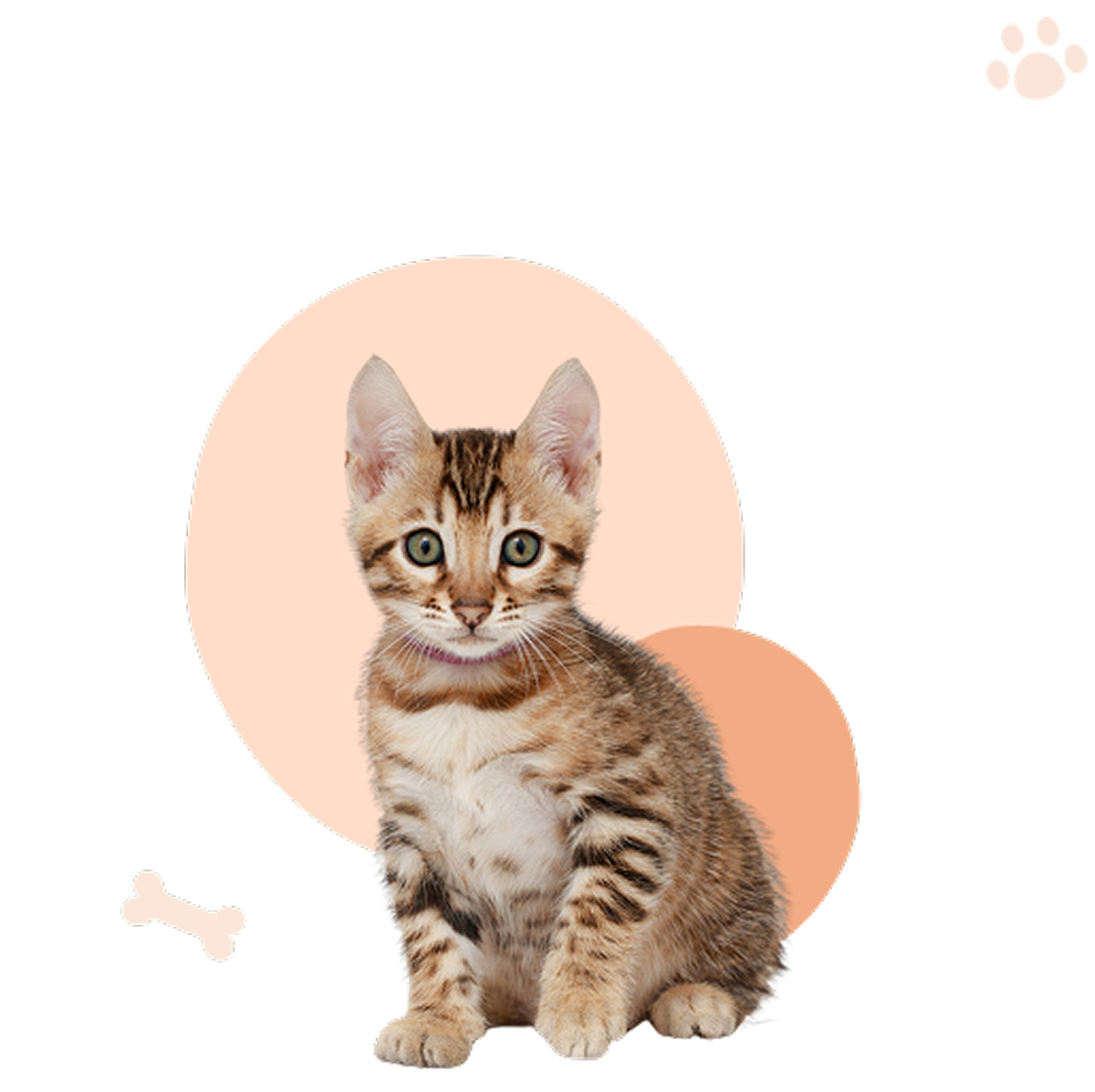 Tabby kitten with abstract background design.